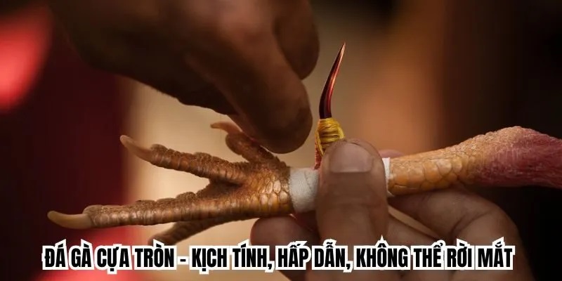 Đá gà cựa tròn